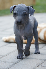 Cute American Hairless Terrier puppy