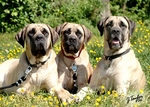 Cute American Mastiff dogs