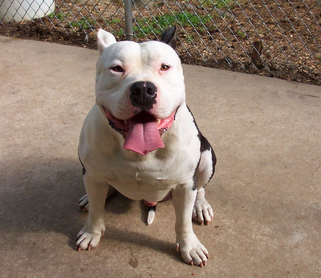 chinese pitbull terrier