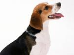 Cute Artois Hound dog