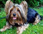 Cute Australian Silky Terrier