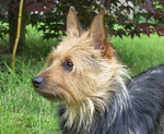 Cute Australian Terrier Max