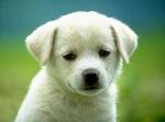 Cute Austrian Pinscher puppy