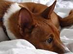 Cute Basenji dog