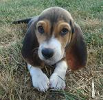 Cute Basset Artésien Normand puppy