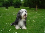 Cute Bearded Collie dog