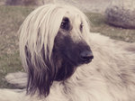 Cute black and white Afghan Hound