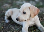 Очаровательная собака блю-лейси