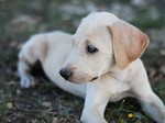 Cute Blue Lacy dog