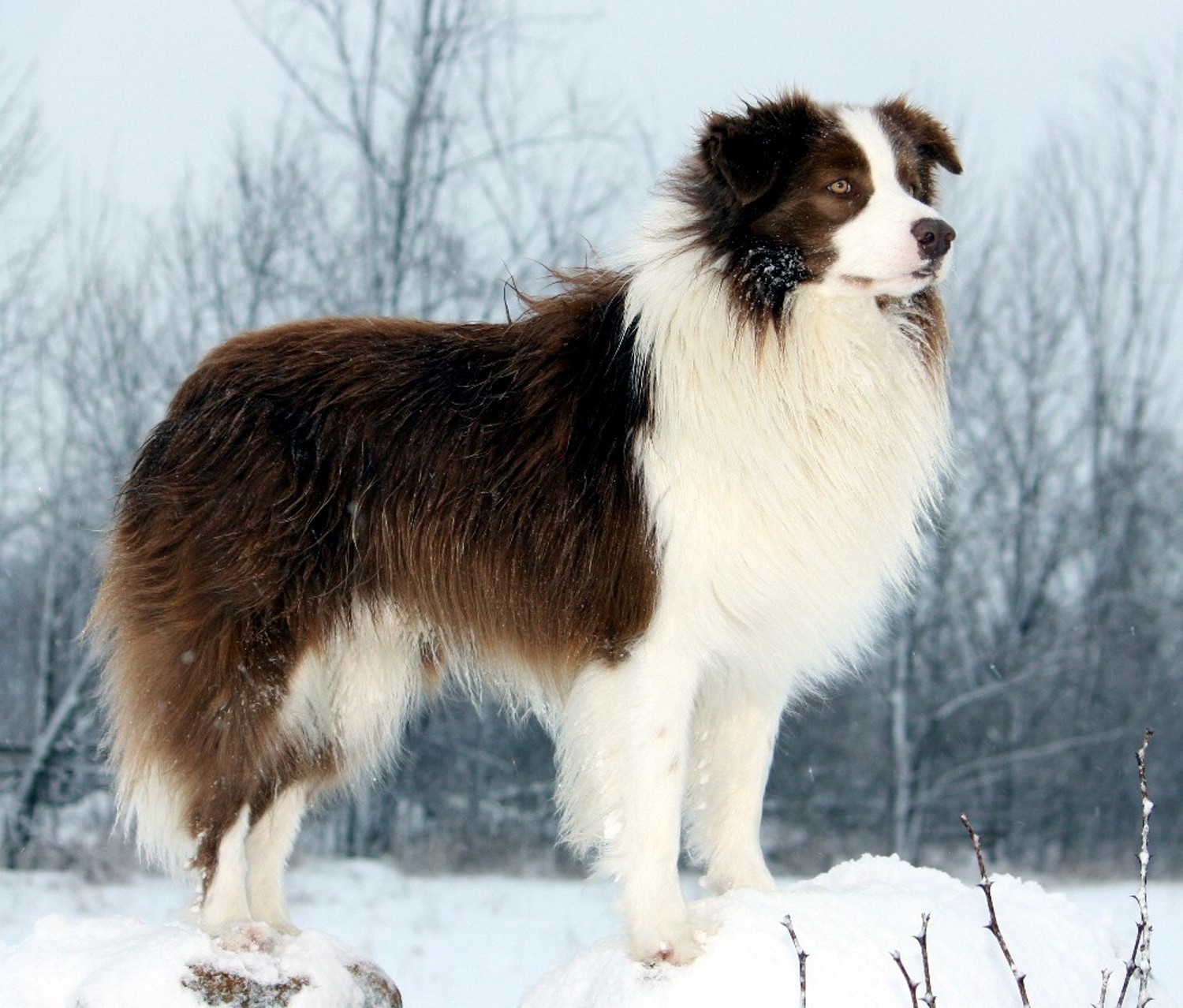 Cute Border Collie winter photo and wallpaper. Beautiful Cute Border