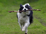 Cute Border Collie with a stick