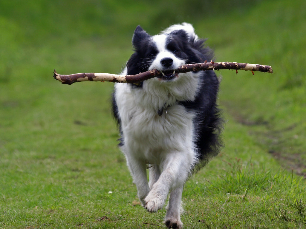 Cute Border Collie with a stick wallpaper