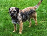 Cute Border Terrier dog