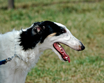 Cute Borzoi dog