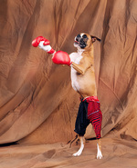 Cute Boxer 