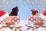 Cute Boxing Day pugs