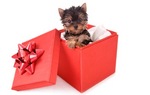 Cute Boxing Day Yorkshire Terrier