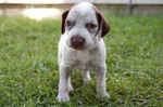 Cute Braque du Puy puppy