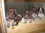 Cute Braque Francais puppies