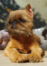 Cute brown Affenpinscher