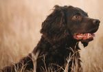 Cute Boykin Spaniel dog