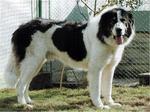 Cute Bucovina Shepherd dog