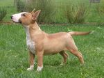 Cute Bull Terrier (Miniature) Jack