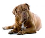 Cute Bullmastiff dog