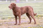 Cute Chesapeake Bay Retriever dog