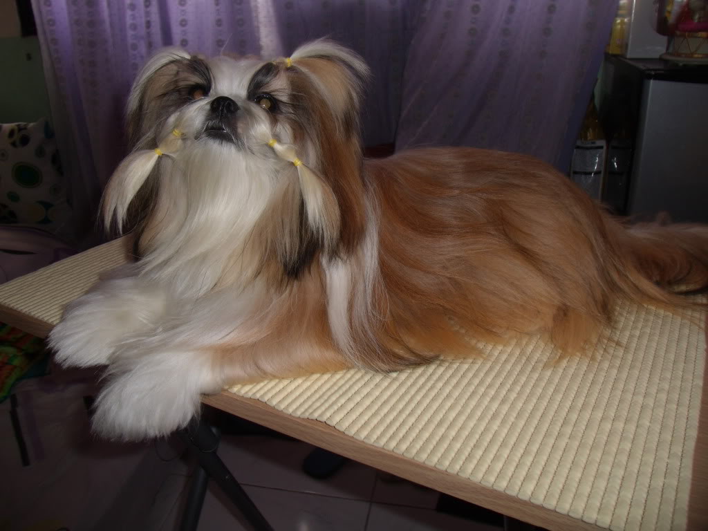 Прелестная китайская императорская собака фото