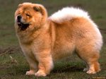 Cute Chow chow dog