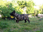 Cute Cimarrón Uruguayo dog in the yard