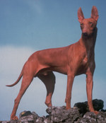 Симпатичная собака чирнеко дель этна