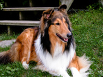 Cute Collie Rough dog