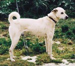 Cute Cretan Hound dog