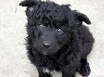 Cute Croatian Sheepdog puppy