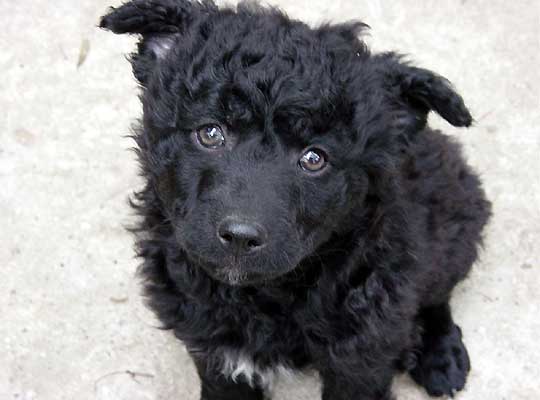 Симпатичный щенок хорватской овчарки фото