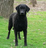 Cute Curly Coated Retriever dog