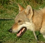 Cute Czechoslovak Wolfdog 