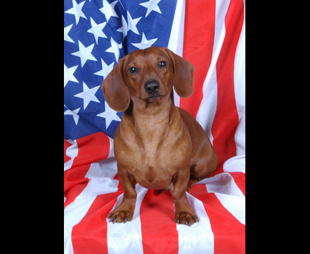 Cute Dachshund and flag фото