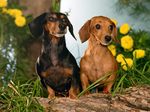 Cute Dachshund dogs in flowers