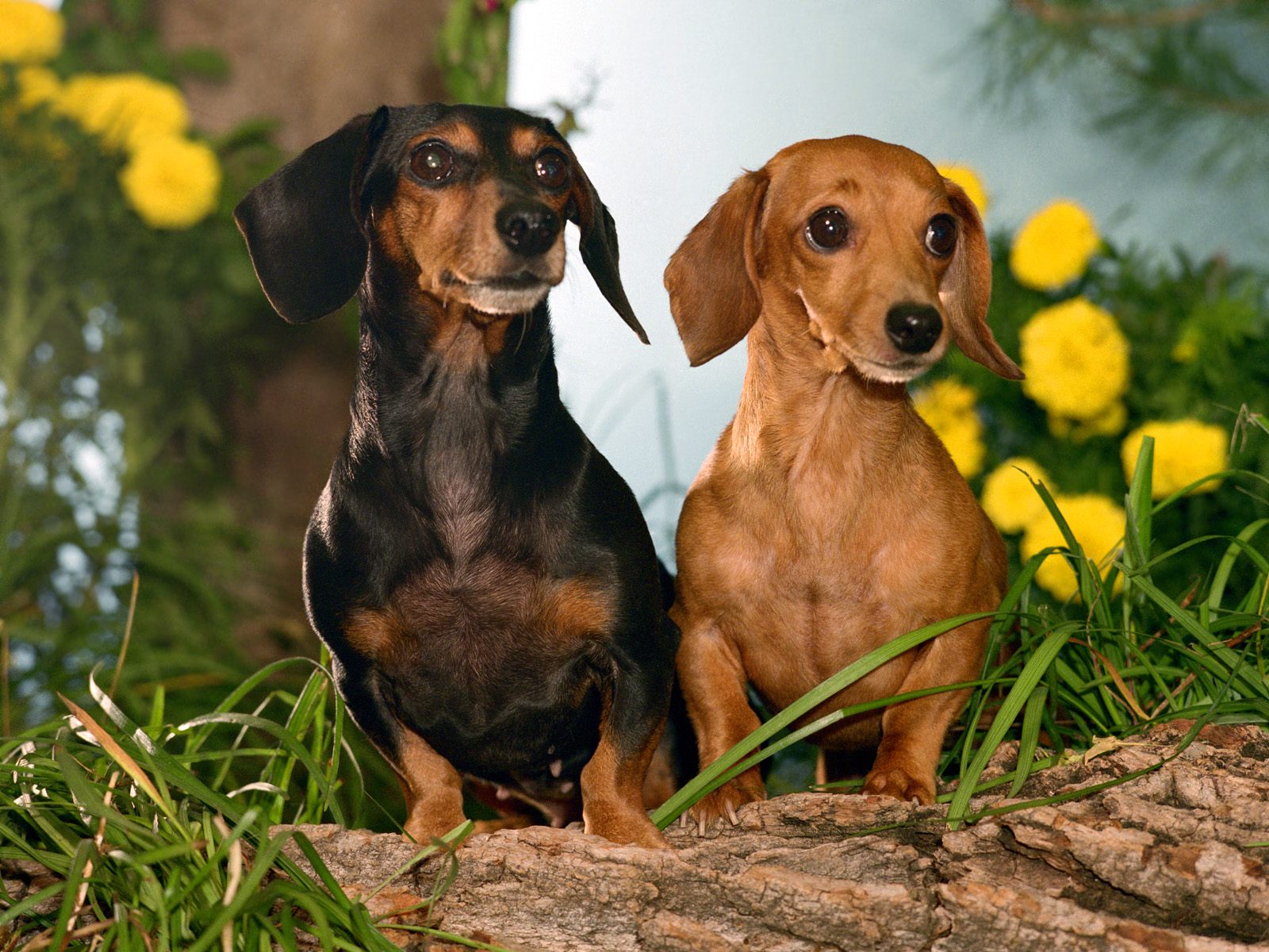 Cute Dachshund Puppies Wallpaper Cute Dachshund Puppies Wallpaper