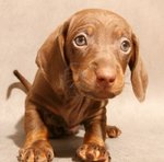  Cute Dachshund puppy