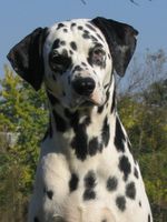 Cute Dalmatian dog 