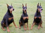 Cute Doberman Pinscher dogs