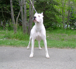 Cute Dogo Guatemalteco