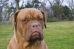 Cute Dogue de Bordeaux dog 