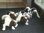 Cute Drentse Patrijshond puppies