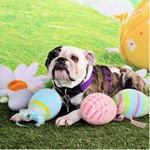 Cute Easter Bulldog 