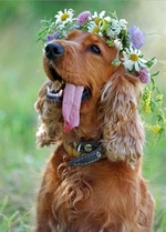 Cute English Cocker Spaniel 